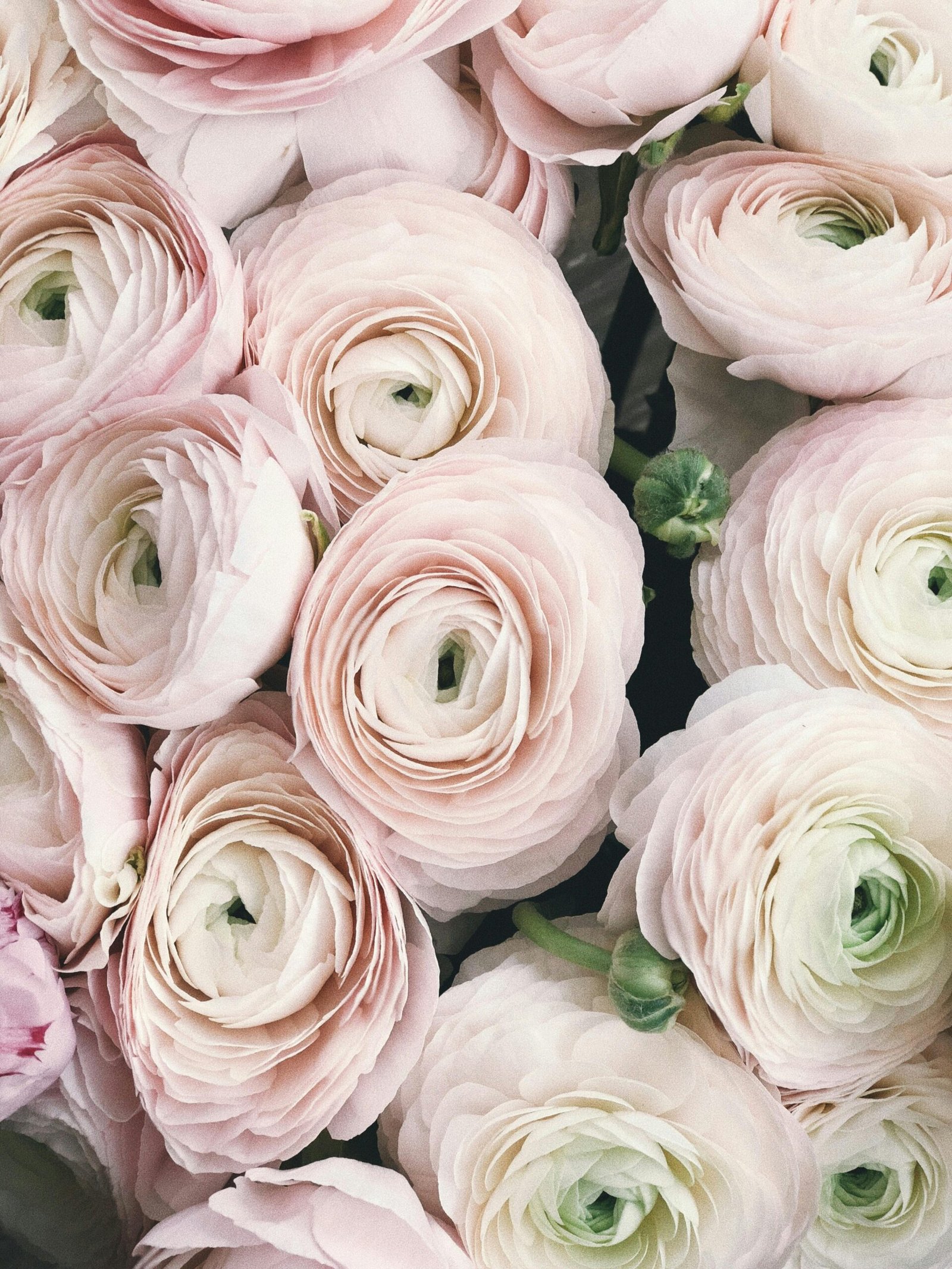 Soft pastel pink ranunculus flowers in a delicate bouquet, perfect for weddings and romantic celebrations.